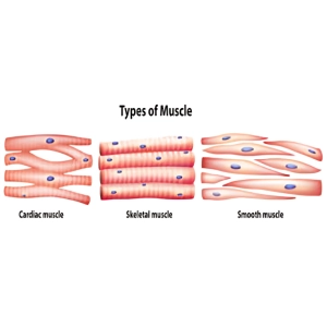 عضلات بدن و تفاوت بافت عضلانی صاف، اسکلتی و قلبی