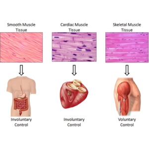 بافت‌های اصلی بدن انسان