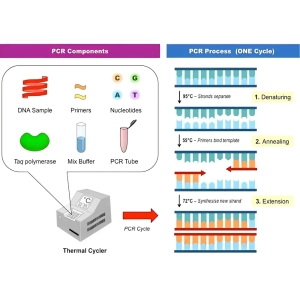 pcr چیست؟