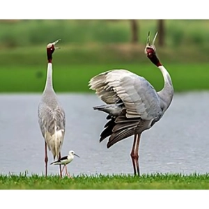 رفتار و رفتارشناسی ژنتیکی جانوران