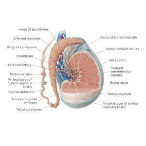 آناتومی بیضه مردان