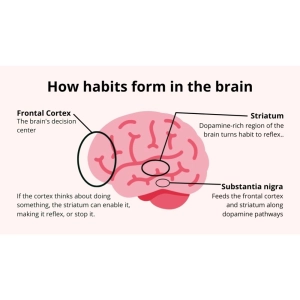 نقش مغز در ساختن عادت