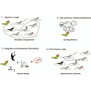 الگوهای تکاملی رفتار جانوران