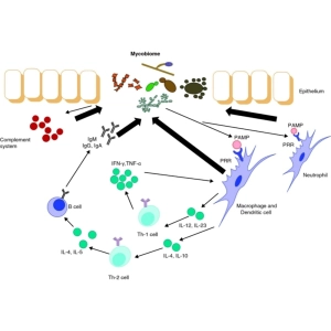 میکروبیوم قارچی (Mycobiome)