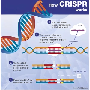 کریسپر چیست