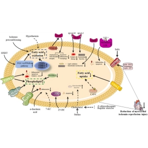 چربی‌سوزی و متابولیسم لیپید؛ بتا-اکسیداسیون و اهمیت آن