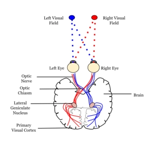 سیستم بینایی انسان