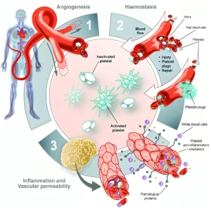 نقش پلاکت‌ها در انعقاد خون و بیماری‌های مرتبط