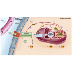 میتوکندری و تولید انرژی