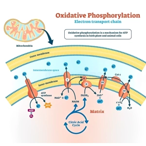 فسفریلاسیون اکسیداتیو در میتوکندری؛ چگونه ATP تولید می‌شود؟