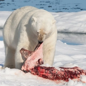رابطه شکار و شکارچی چیست