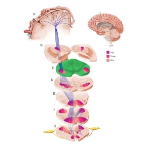 رشد و تکامل سیستم عصبی