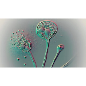 قارچ‌های بیماری‌زا