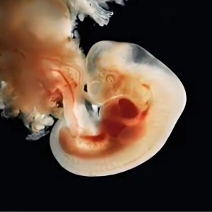 جنین‌شناسی و تکوین