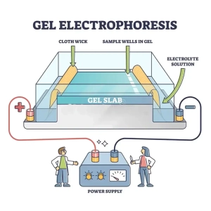 اصول کلی روش الکتروفورز Electrophoresis