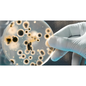 رشد باکتری‌ها چگونه اتفاق می‌افتد؟