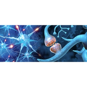 نوروپلاستیسیته چیست؟