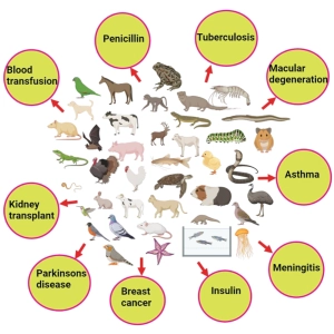 مدل‌های حیوانی سرطان و کاربرد آن‌ها در تحقیقات بالینی