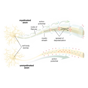 ساختار سیستم عصبی
