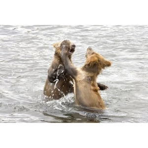 محرک‌های نشاندار جانوران