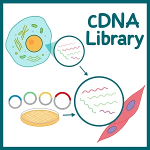 کتابخانه های cDNA