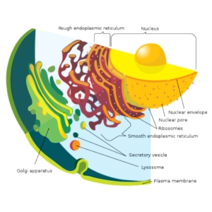 ارتباط بین ساختار سلول و بیماری‌های ژنتیکی