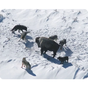 اهمیت مطالعه رفتار شناسی جانوران