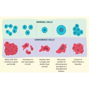 مقایسه ساختار سلولی در سرطان و سلول طبیعی