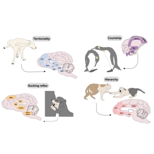 رفلکس‌ها و رفتارهای پیچیده جانوران