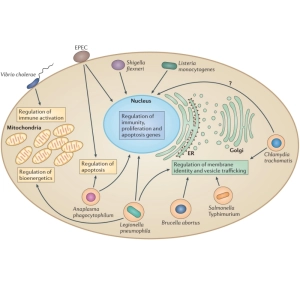 ساختار و عملکرد اندامک‌ها در میکروارگانیسم‌ها