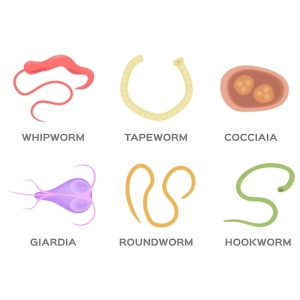 انگل‌های رایج