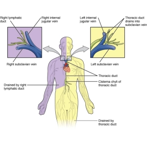 سیستم لنفاوی چیست؟