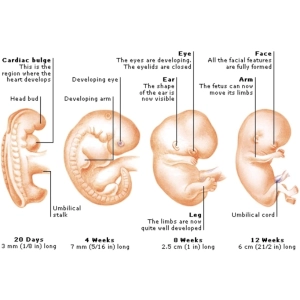 مراحل رشد جنین انسان