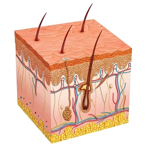لایه های پوست