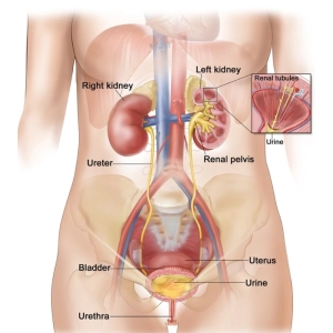 سیستم ادراری زنان