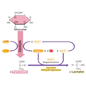 مسیر لاکتات/پیرولیز؛ ارتباط با ورزش و متابولیسم بی هوازی