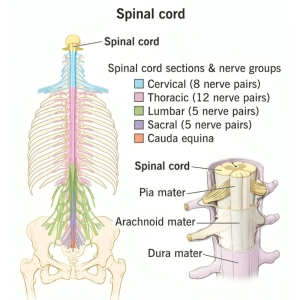 آناتومی نخاع انسان