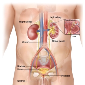 سیستم ادراری مردان