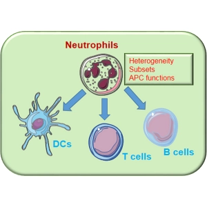 نقش ماکروفاژ، نوتروفیل، سلول T و B