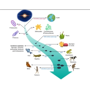 تکامل چیست؟