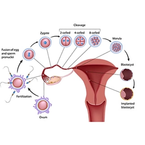 هفته ی اول بارداری
