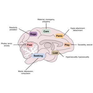 تکامل سیستم عصبی و رفتار جانوران