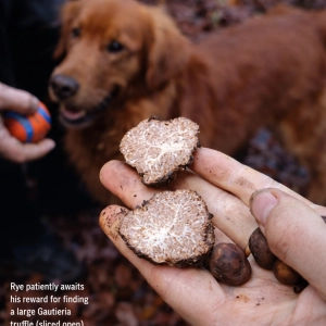 سگ‌ ها و نقشه برداری از دنیای پنهان قارچ‌ ها