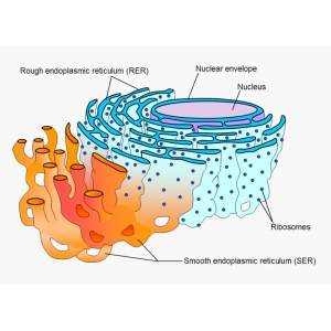 شبکه آندوپلاسمی صاف و خشن تفاوت و عملکرد