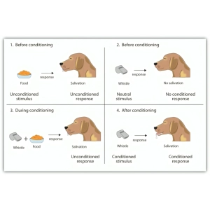 تاریخچه مطالعات رفتارشناسی