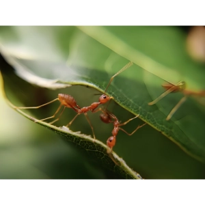 رشد و تکامل رفتار جانوران