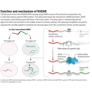 توانمندسازی عصر پزشکی هوشمند مبتنی بر mRNA