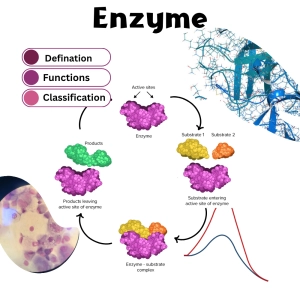 آنزیم چیست؟ ساختار، مکانیزم عمل و انواع آنزیم‌ها