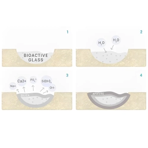 شیشه های زیست فعال