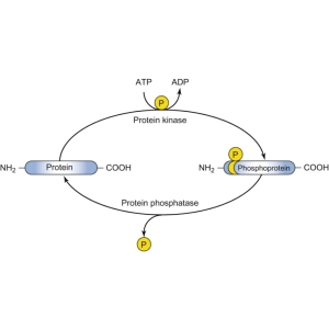 پروتئین فسفوریلاسیون؛ نقش در تنظیم سلولی و مسیرهای سیگنالینگ